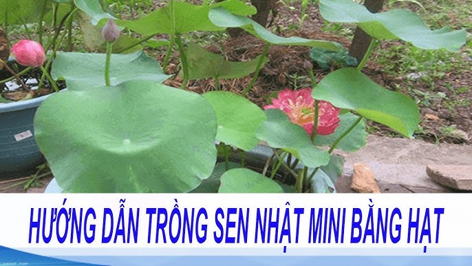 Cách Trồng Hoa Sen Nhật Bằng Hạt: Hướng Dẫn Chi Tiết Từ A Đến Z