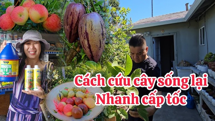 Cách Diệt Kiến Cho Cây Trồng Hiệu Quả Và An Toàn Từ Kinh Nghiệm Vườn