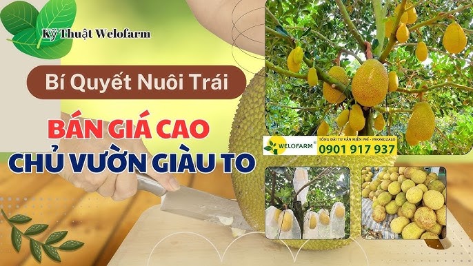 Cách Trồng Hoa Cúc Bán Tết Chuẩn Kỹ Thuật Cho Năng Suất Cao