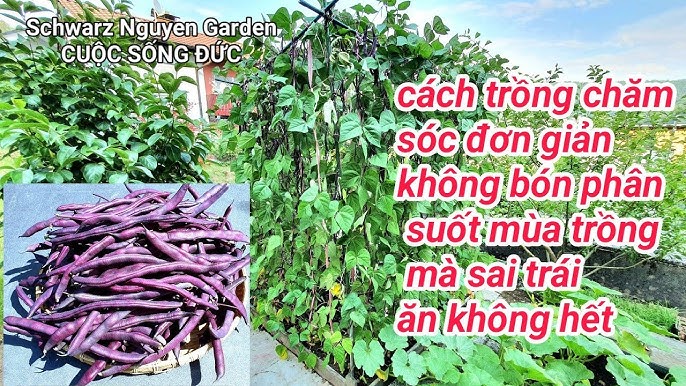 Cách Trồng Đậu Cove Và Chăm Sóc Đạt Năng Suất Cao Tại Vườn