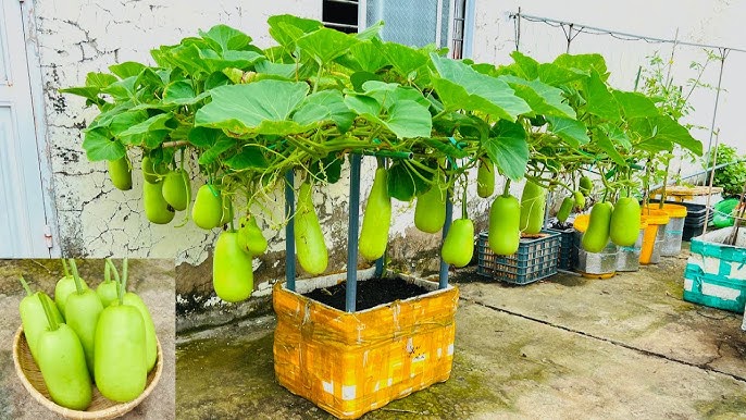 Cách Trồng Đu Đủ Trong Thùng Xốp Đạt Năng Suất Cao Tại Nhà