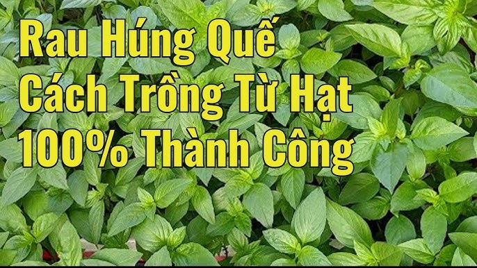 Cách Trồng Nấm Mối Tại Nhà Thành Công: Kỹ Thuật Chuyên Sâu Từ Vu Garden