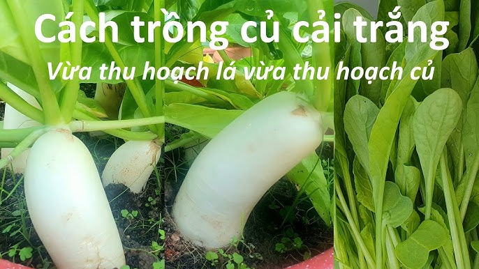Cách Gieo Trồng Củ Cải Trắng Hữu Cơ Đạt Năng Suất Cao Tại Vườn