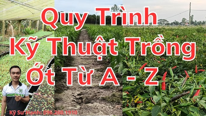 Kỹ Thuật Trồng Chanh Dây Từ A-Z: Cách Trồng Hướng Dương Lùn Từ Hạt