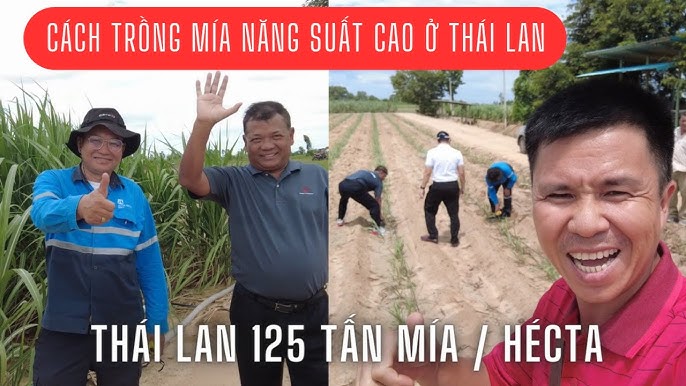 Cách Trồng Nha Đam Thái: Kỹ Thuật Chuyên Sâu Để Đạt Năng Suất Cao