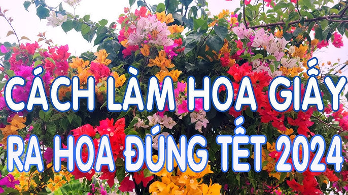 Cách Trồng Hoa Giấy Ra Hoa Chuẩn Kỹ Thuật Và Chăm Sóc Đúng Dịp Tết