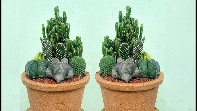 Cách Trồng Xương Rồng Trong Chậu Đẹp, Khỏe Mạnh: Hướng Dẫn Chi Tiết