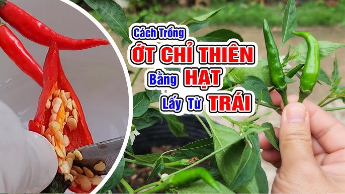 Cách Trồng Cây Roi Bằng Hạt: Hướng Dẫn Kỹ Thuật Chi Tiết Từ A Đến Z