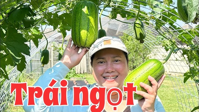 Cách Trồng Cà Chua Leo Giàn Đạt Năng Suất Cao Tại Vườn Nhà