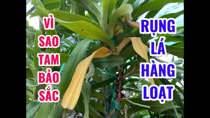 Cách Trồng Và Chăm Sóc Lan Tam Bảo Sắc Ra Hoa Đồng Loạt