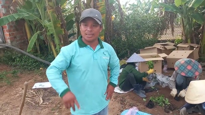 Cách Trồng Chanh Leo Vàng Ngọt Chi Tiết Cho Năng Suất Cao