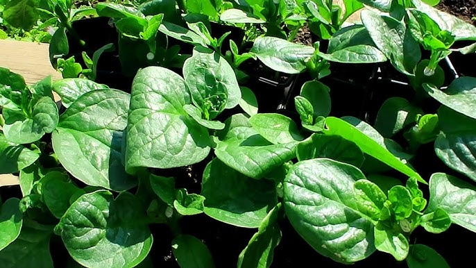 Cách Trồng Mướp Hương Trong Chậu Trĩu Quả Đạt Năng Suất Cao Nhất