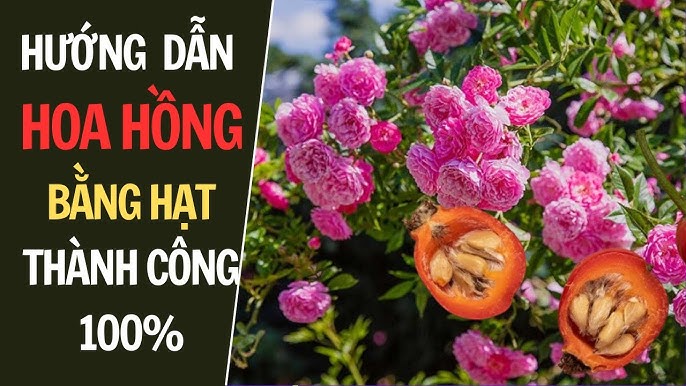 Hướng Dẫn Chi Tiết Cách Trồng Hoa Hồng Leo Pháp Bằng Hạt