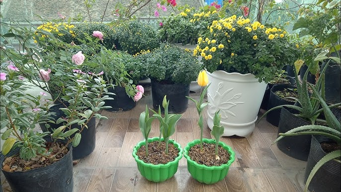 Cách Trồng Cây Hà Thủ Ô: Hướng Dẫn Kỹ Thuật Chi Tiết Từ A Đến Z