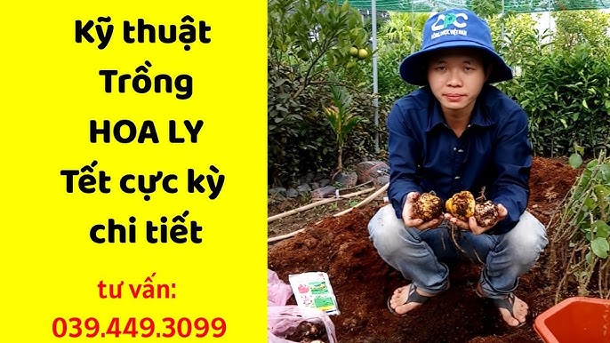 Hướng Dẫn Chi Tiết Cách Trồng Hoa Chơi Tết Hiệu Quả Nhất