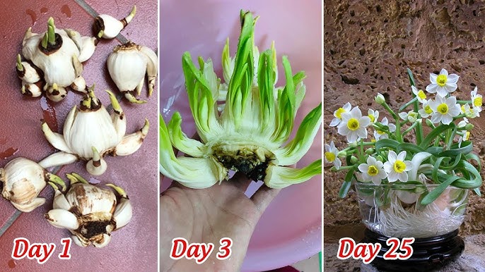 Hướng Dẫn Chi Tiết Cách Trồng Hoa Chơi Tết Hiệu Quả Nhất