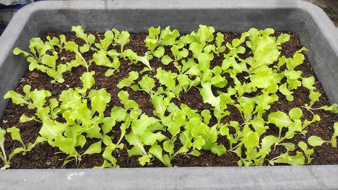 Cách Trồng Rau Xà Lách Xoăn Tại Nhà Đơn Giản Và Hiệu Quả