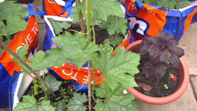 Cách Trồng Mướp Hương Từ Hạt Đúng Kỹ Thuật Cho Năng Suất Cao