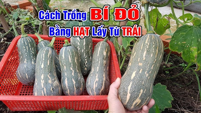 CÁCH TRỒNG MƯỚP SAI QUẢ: TUYỆT KỸ TỪ GIEU HẠT ĐẾN THU HOẠCH LỚN