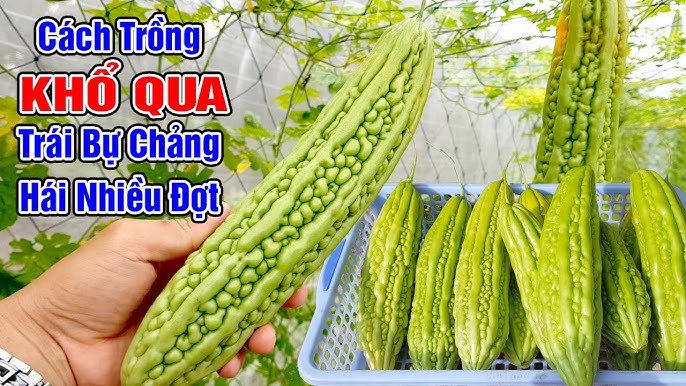 CÁCH TRỒNG MƯỚP SAI QUẢ: TUYỆT KỸ TỪ GIEU HẠT ĐẾN THU HOẠCH LỚN