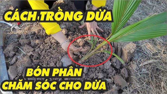 Cách Chăm Sóc Cây Mít Mới Trồng Dưới 1 Năm Tuổi Đạt Năng Suất Cao