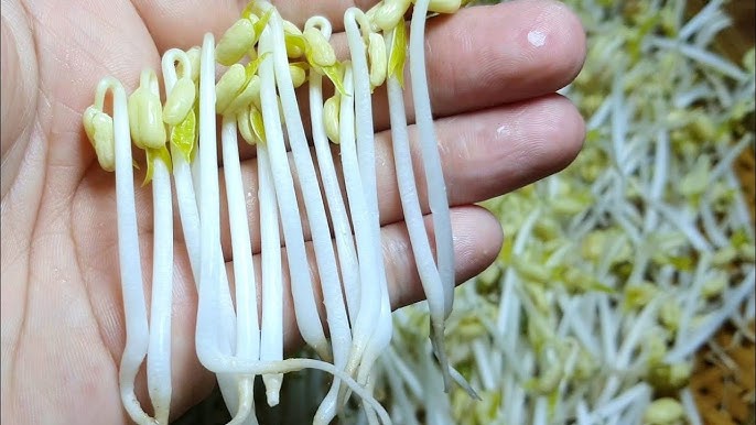 Cách Trồng Giá Bằng Cát Tại Nhà Đơn Giản Và Hiệu Quả Nhất