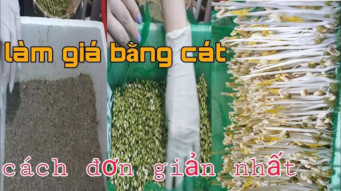 Cách Trồng Giá Bằng Cát Tại Nhà Đơn Giản Và Hiệu Quả Nhất