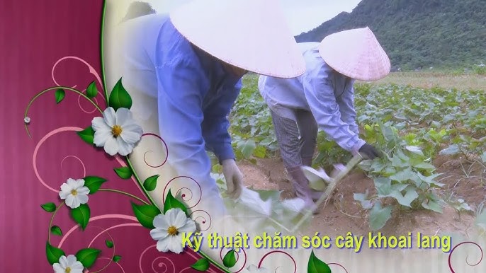 Kỹ Thuật Trồng Cây Đinh Lăng Lấy Củ Đạt Năng Suất Cao Nhất