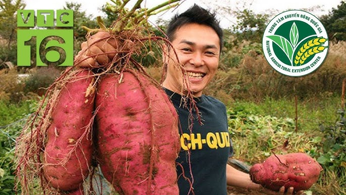 Kỹ Thuật Trồng Cây Đinh Lăng Lấy Củ Đạt Năng Suất Cao Nhất