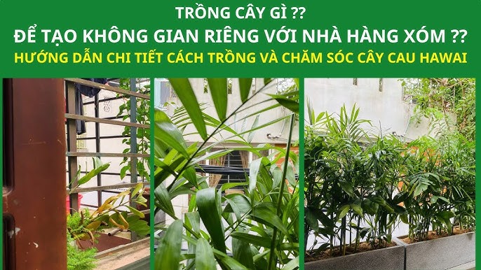 Cách Trồng Cây Hoa Trạng Nguyên: Hướng Dẫn Kỹ Thuật Chăm Sóc Chi Tiết