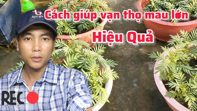 Cách Trồng Vạn Thọ Trong Chậu Đạt Hiệu Quả Cao Nhất Cho Hoa Ngày Tết