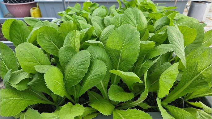 Cách Trồng Cây Nho Lùn Trong Chậu Cho Năng Suất Cao Tại Nhà