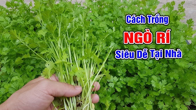 Cách Trồng Xà Lách Xoong Hiệu Quả Tại Nhà Đạt Năng Suất Cao