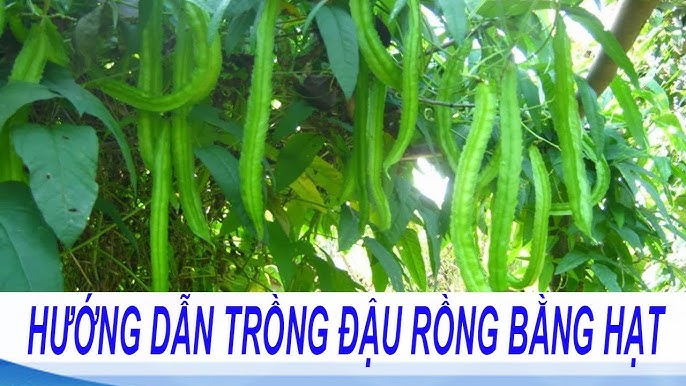 Cách Trồng Đỗ Đũa: Kỹ Thuật Chăm Sóc Đạt Năng Suất Cao