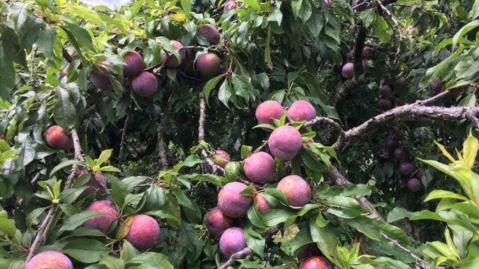 Cách Trồng Mận Trong Chậu: Kỹ Thuật Chăm Sóc Đạt Năng Suất Cao Sau 5 Tháng