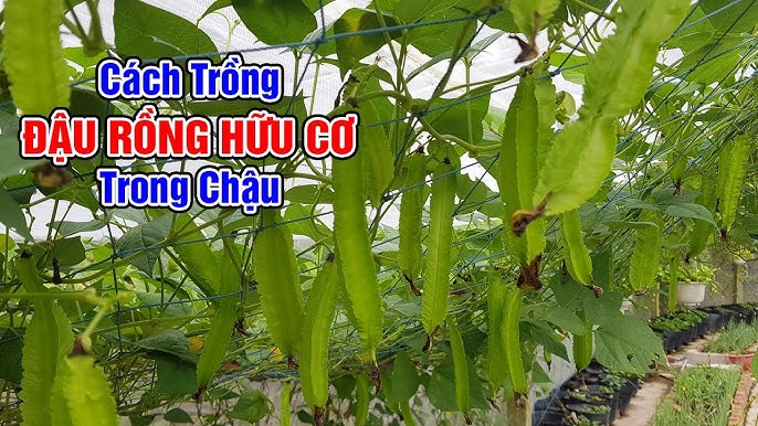 Cách Trồng Mướp Bằng Hạt Đạt Năng Suất Cao, An Toàn Tuyệt Đối Tại Nhà