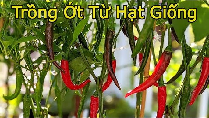 Cách Trồng Cây Phúc Bồn Tử Đạt Chuẩn Kỹ Thuật Và Năng Suất Cao Cách Trồng Cây Phúc Bồn Tử Đạt Chuẩn Kỹ Thuật Và Năng Suất Cao