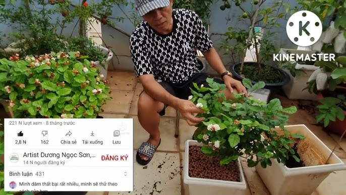 CÁCH TRỒNG HƯỚNG DƯƠNG ĐỎ: HƯỚNG DẪN CHI TIẾT CHO HOA LỚN VÀ NỞ RỘ