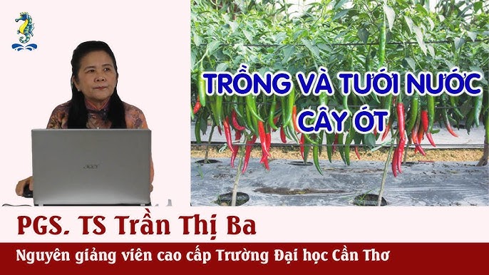 Cách Trồng Ớt Cay Từ A Đến Z: Kỹ Thuật Chuẩn Bị Và Chăm Sóc Hiệu Quả