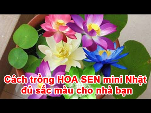 Cách Trồng Sen Nhật Mini Tại Nhà Ra Hoa Quanh Năm Đạt Chuẩn Kỹ Thuật