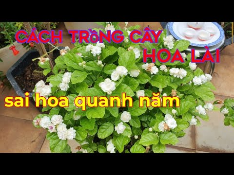 Cách Trồng Hoa Cẩm Tú Cầu Ở Sài Gòn Chi Tiết, Ra Hoa Quanh Năm