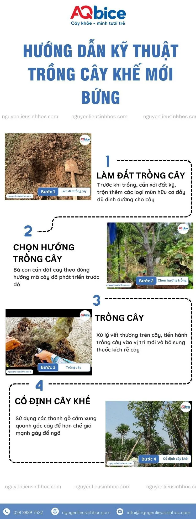 Kỹ thuật trồng và chăm sóc cây khế mới bứng, bao gồm tưới nước, che nắng và bón phân