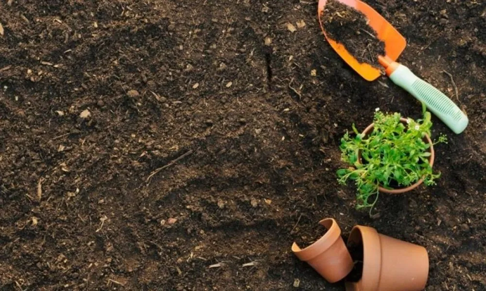 Cải tạo đất trồng rau bằng cách bổ sung vật liệu hữu cơ thô