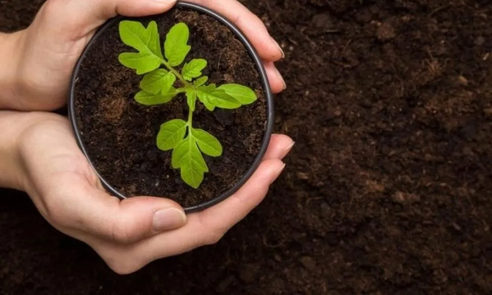 Xử lý đất trồng rau bị phèn bằng cách bón vôi và xả nước