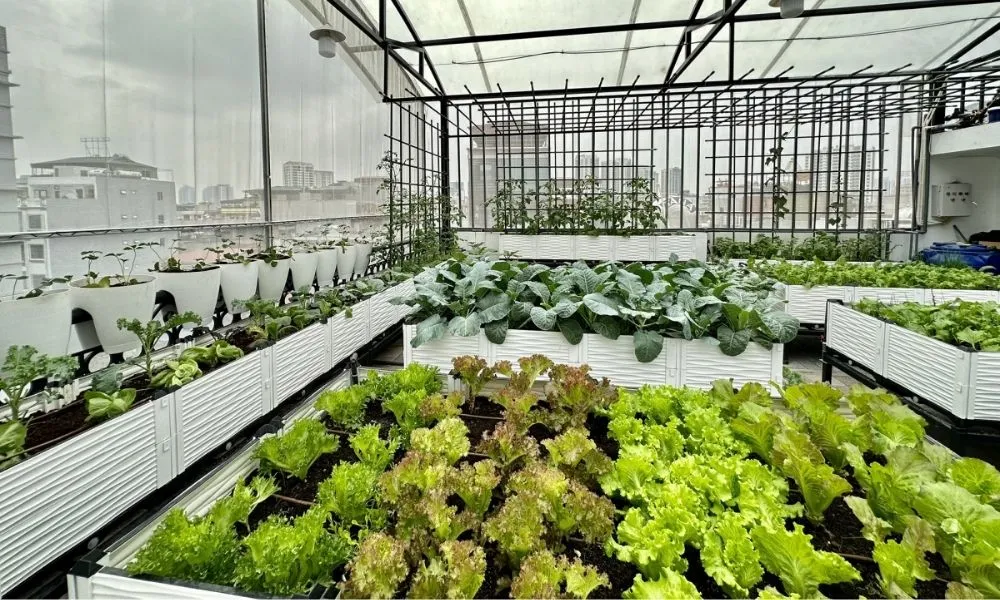 Ứng dụng chế phẩm Trichoderma để cải tạo đất và kháng nấm bệnh