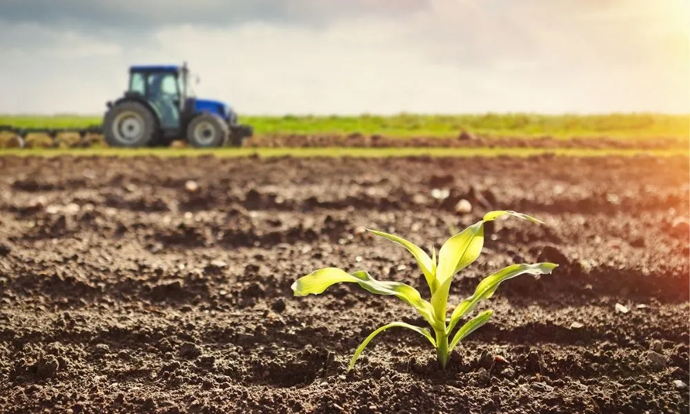 Đất trồng rau đã được cải tạo trở nên tơi xốp và màu mỡ