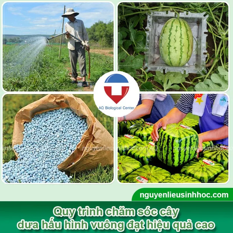 Cảnh một người nông dân đang chăm sóc cẩn thận khu vực trồng dưa hấu