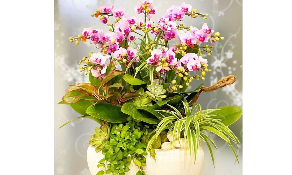 Hướng Dẫn Chi Tiết Cách Trồng Hồ Điệp Sau Tết Để Phục Hồi Và Ra Hoa Hướng Dẫn Chi Tiết Cách Trồng Hồ Điệp Sau Tết Để Phục Hồi Và Ra Hoa