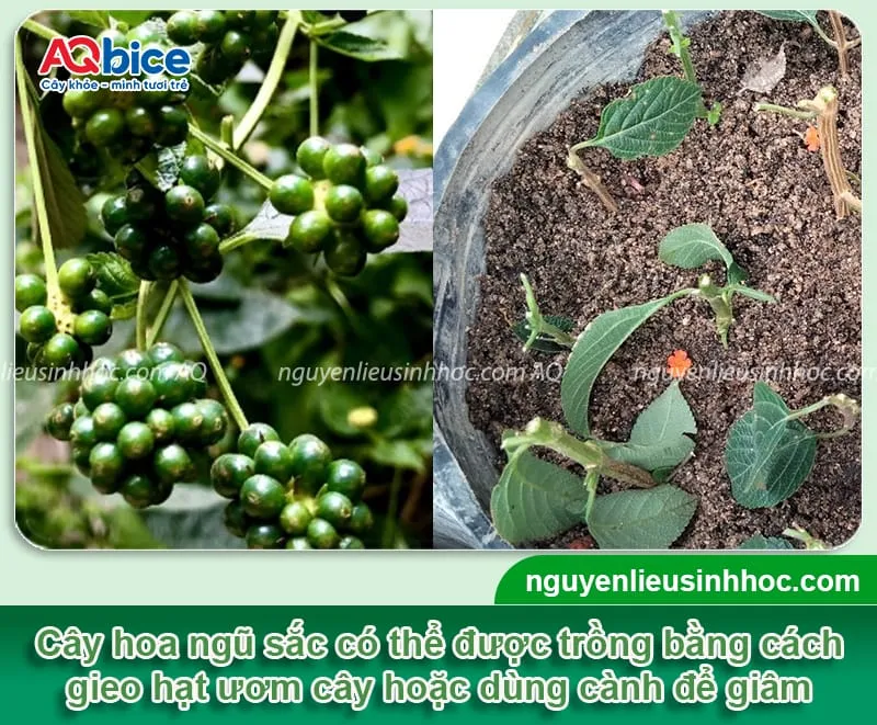 Hình ảnh minh họa các bước trồng cây hoa ngũ sắc bằng hai phương pháp gieo hạt và giâm cành.