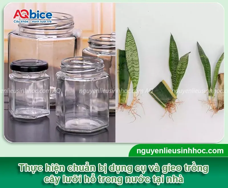 Hướng dẫn cách trồng cây lưỡi hổ trong nước đơn giản tại nhà